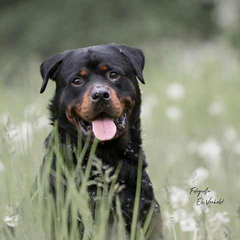 Omschrijving van de foto