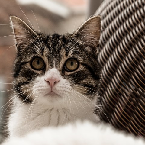 Omschrijving van de foto